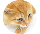 在猫数　7　頭