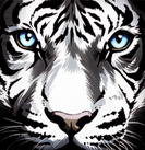 llc-tora ページ！