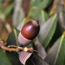 どんぐりの木,日本の植物,種類,樹木