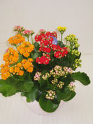 ｶﾗﾝｺｴ　寄せ植え　6号