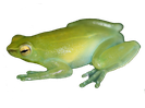 Sphaenorhynchus lacteus-Puerto López Meta