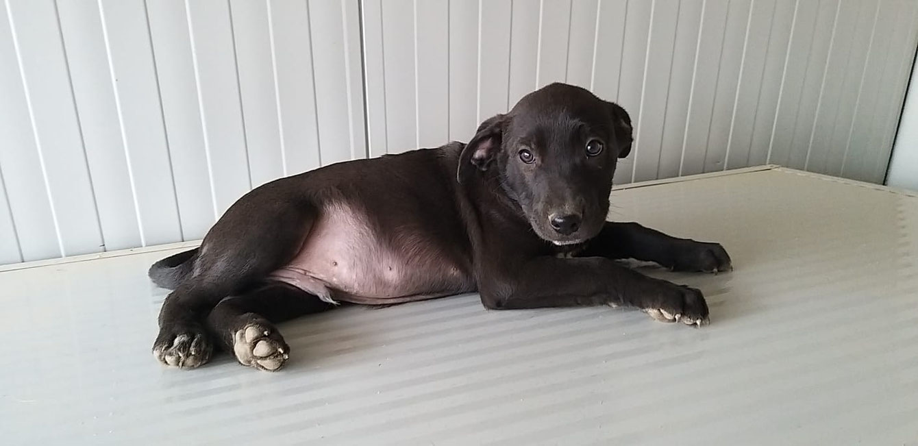 Saverino - SardinienHunde e.V.