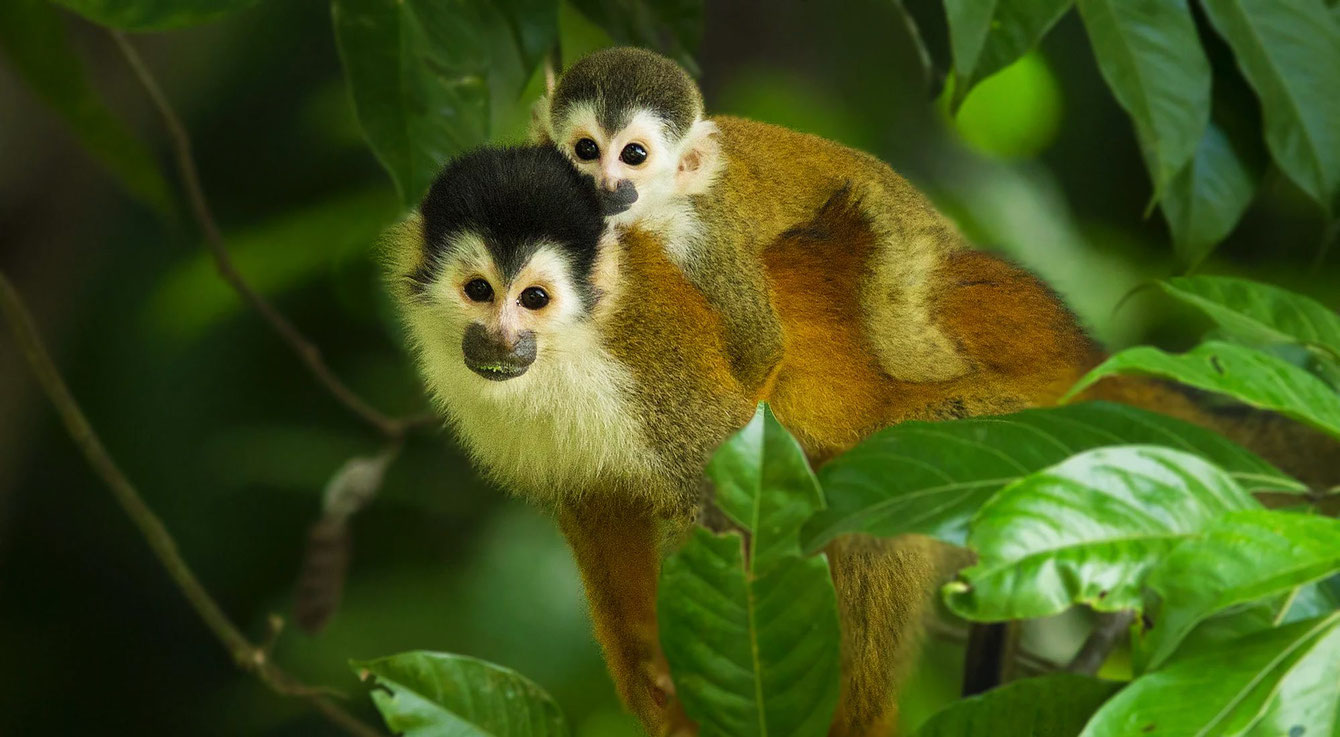 Crea programas de manejo de primates en cautiverio