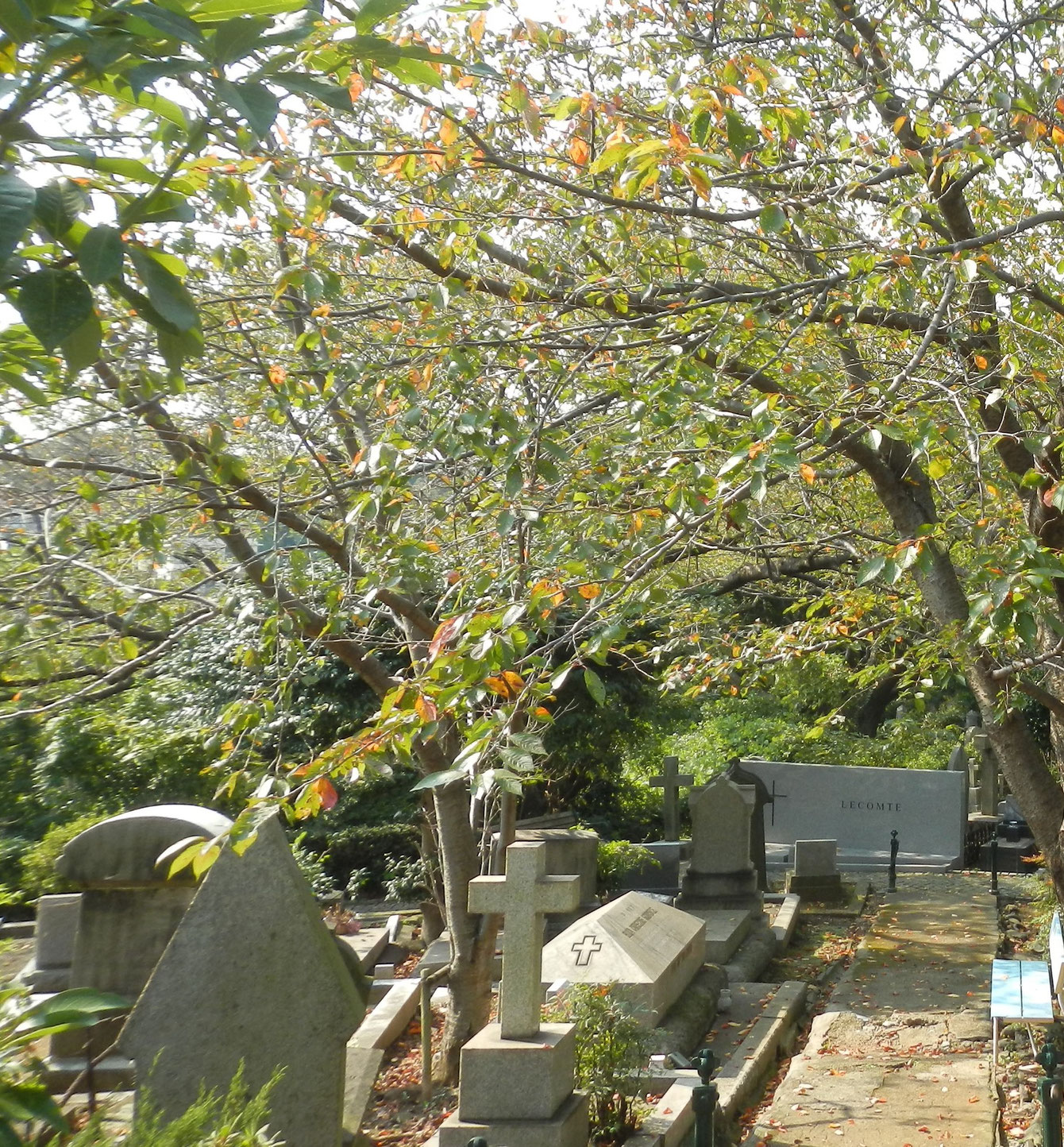 シドモア桜の会里帰りのシドモア桜の子孫植樹セレモニー満開のシドモア桜