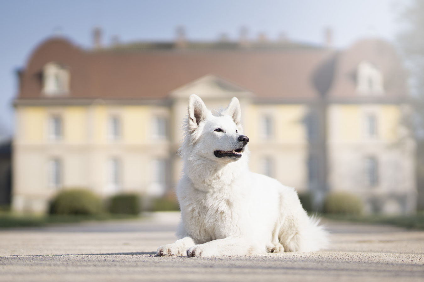 photographe canin lyon rhone alpes 