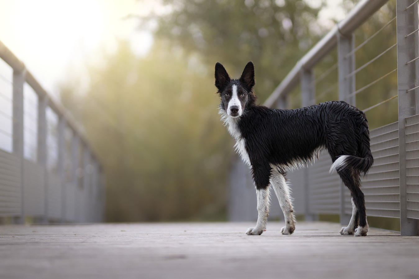 Photographe canin Toulouse et sa région Haute Garonne Ariege Tarn Aude Toulouse Montauban Muret Cugnaux Albi Castres Revel Castelnaudary Foixoitier Haute Garonne