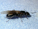 Camponotus fallax