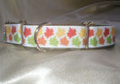 Martingale-Halsband 2,5 cm mit Borte