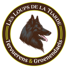 Chiots Groenendael à naître à l’élevage Les Loups de la Tiarde – gestation confirmée
