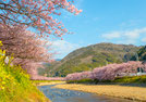 写真：川沿いの桜