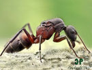 Camponotus cruentatus