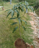 2019年１月　購入時