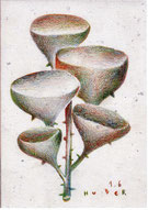 "Die Kelchpflanze" - Farbstift auf Papier 15x21cm 