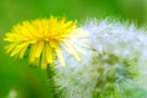Image by T_Murakami from Pixabay