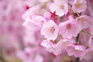 写真：陽光桜