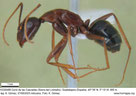 Camponotus sylvaticus
