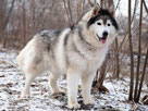 Nordische Hunde