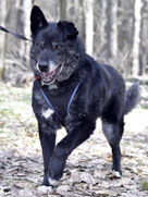 Balu