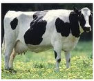 oe