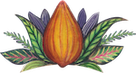 cacao mama cacao pod drawing orange