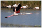 En Camargue