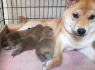 赤柴夏と子犬の画像