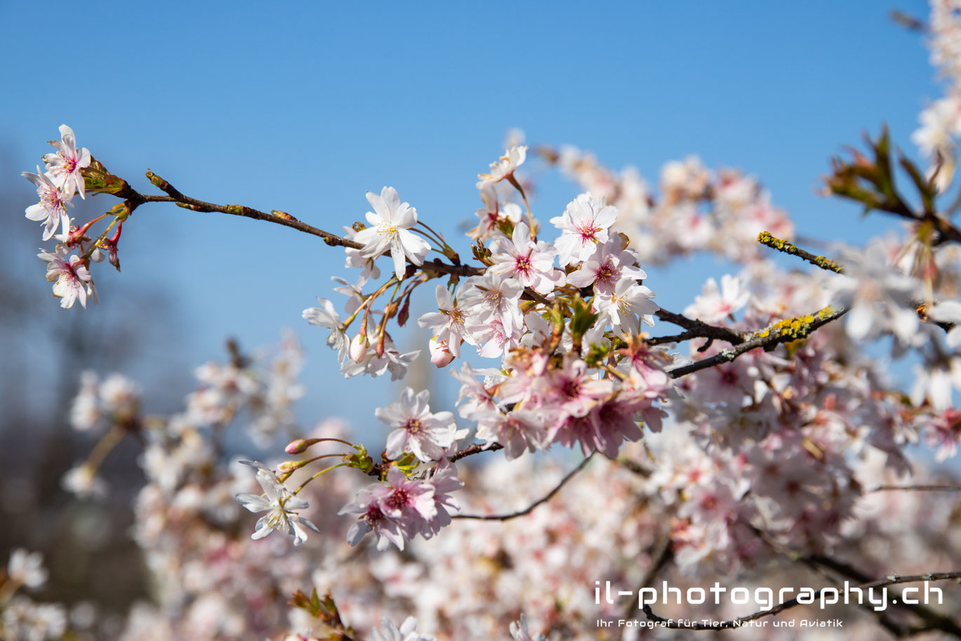 Japanische Kirschblüten im Rosengarten, Bern, Schweiz. 