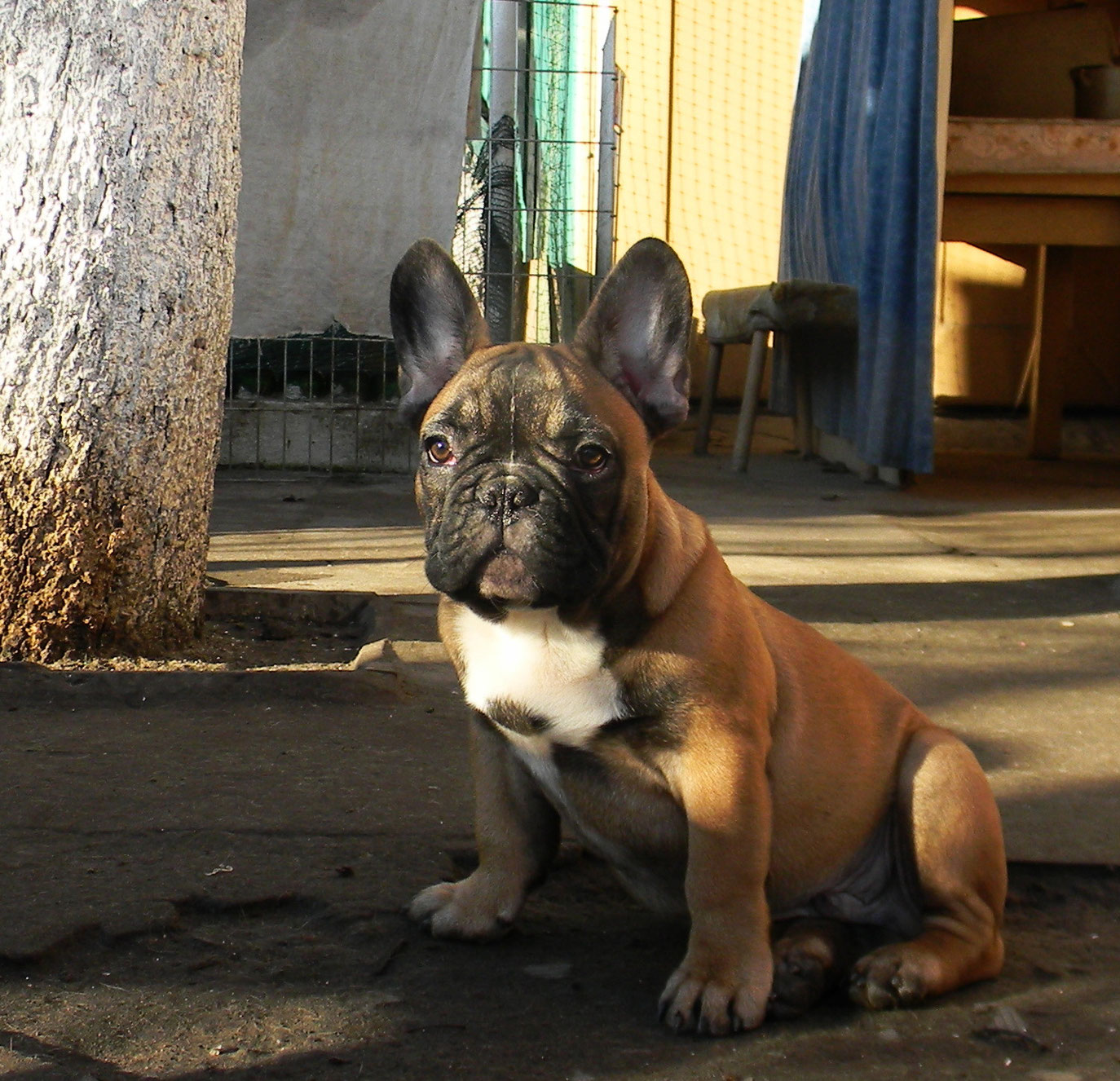 Питомник французских бульдогов. Мерлен голубой с белым французский бульдог 12 месяцев. Челябинск, челябинская область. Лары у французского бульдога. Эталон породы французского бульдога.