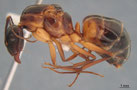Camponotus pilicornis