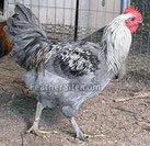 Esta Mutacion Azul También se puede dar junto a la mutación Silver (Plateado) dejando a los gallos como en la foto de arriba y las gallinas con plata en el cuello y azul en el resto.