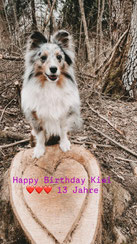 Gipsy Kiwi 13 Jahre