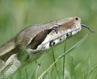 Boa constrictor imperator