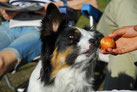 Hund Foto Australian Shepherd Osterei 