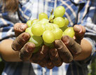 armbruster-getraenke-flein-heilbronn-weingut