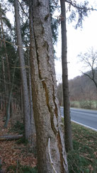 Der Baum wurde vermutlich durch einen Blitzschlag gespalten und dadurch stark beschädigt.