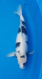 okawa 66cm sansai