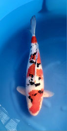 Genjiro  57cm  nisai