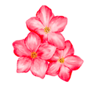 fleur de bach a tours 37