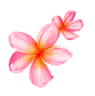 fleur de bach a tours 37