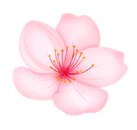 fleur de bach a tours 37