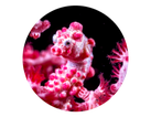 Macro photography of pygmy seahorse in Bali