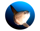 photo of mola molaat nusa penida