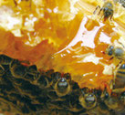 蜜巣の蜜を吸うミツバチ