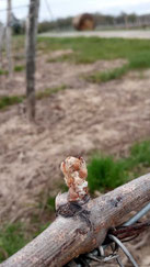 frozen-vine-bud-spring-frost