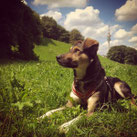 Copyright Foto J.S.Schwarz hund mingadogs münchen philosofie