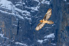 Bartgeier - Foto: Arnd Kolleck