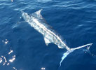 Seychellen angeln Marlin Nov. 13