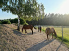 Pferde, Birke