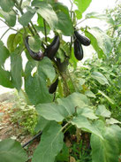 Pied d'aubergines