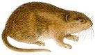 Die Wühlmaus